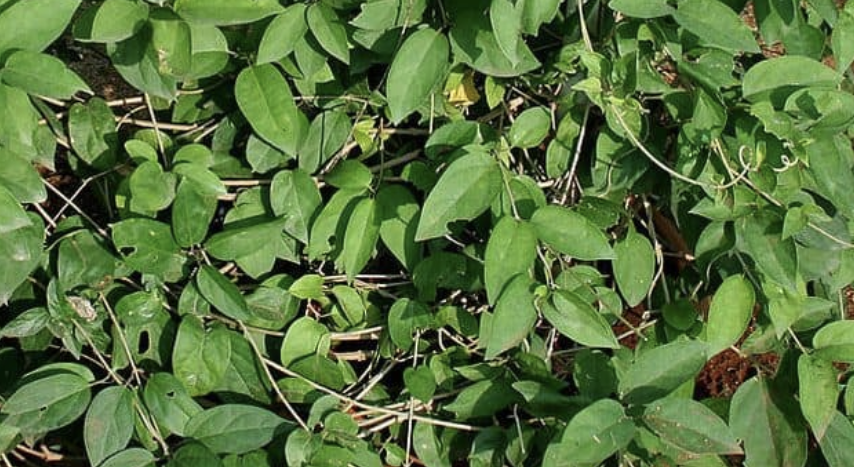 gymnema leaves