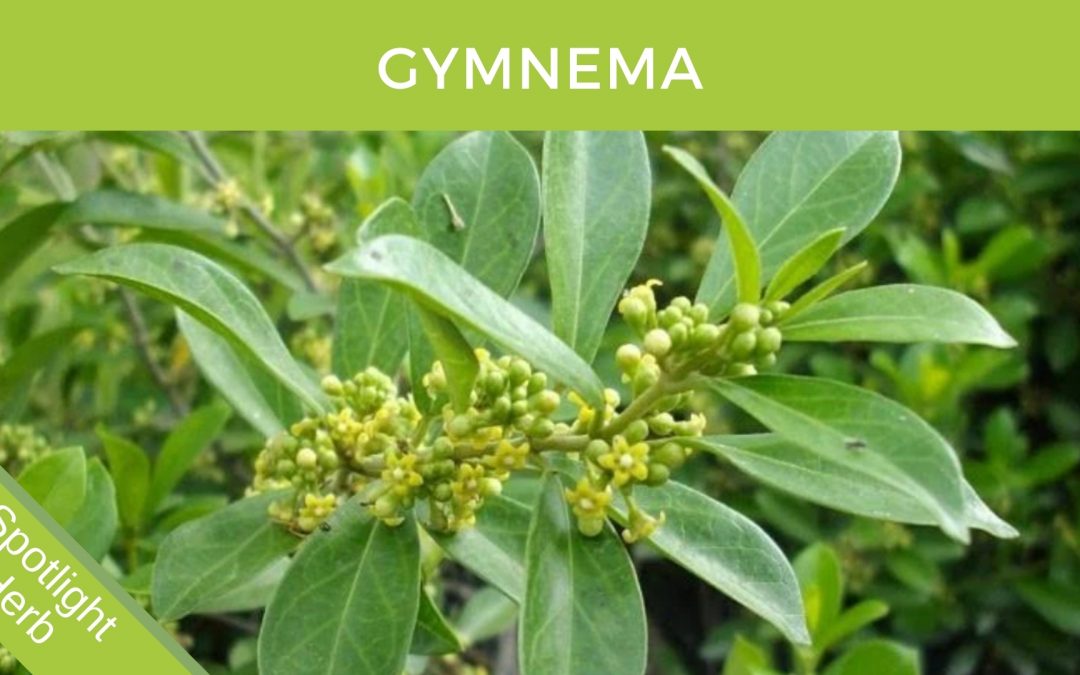 Gymnema (Gymnema sylvestre) Herbal Monograph