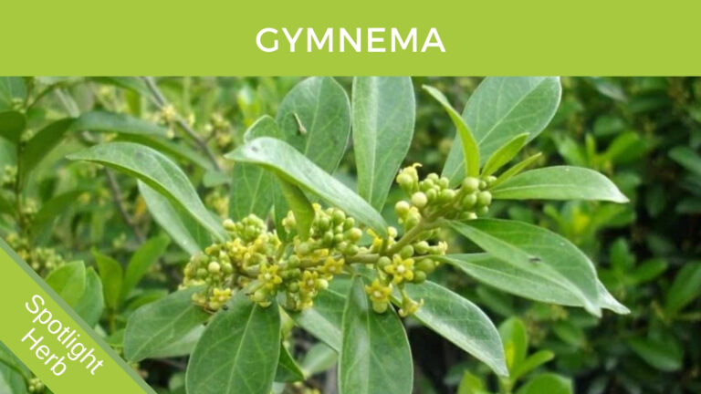 Gymnema Leaves for sugar cravings and appetie suppression