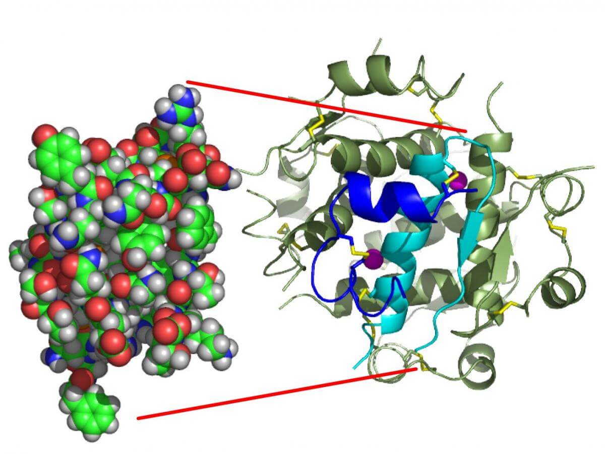 Insulin models Type 2 diabetes