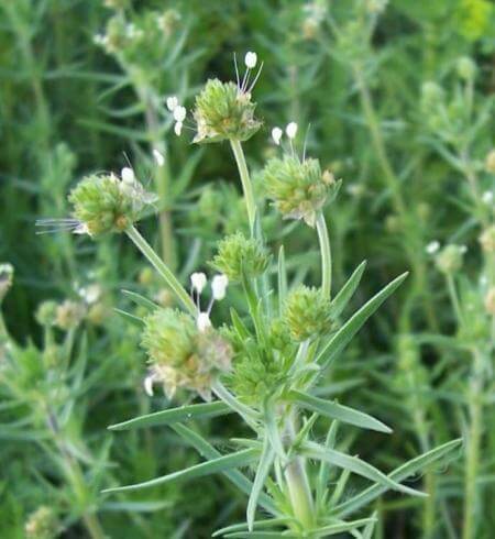 Psyllium Husk herb