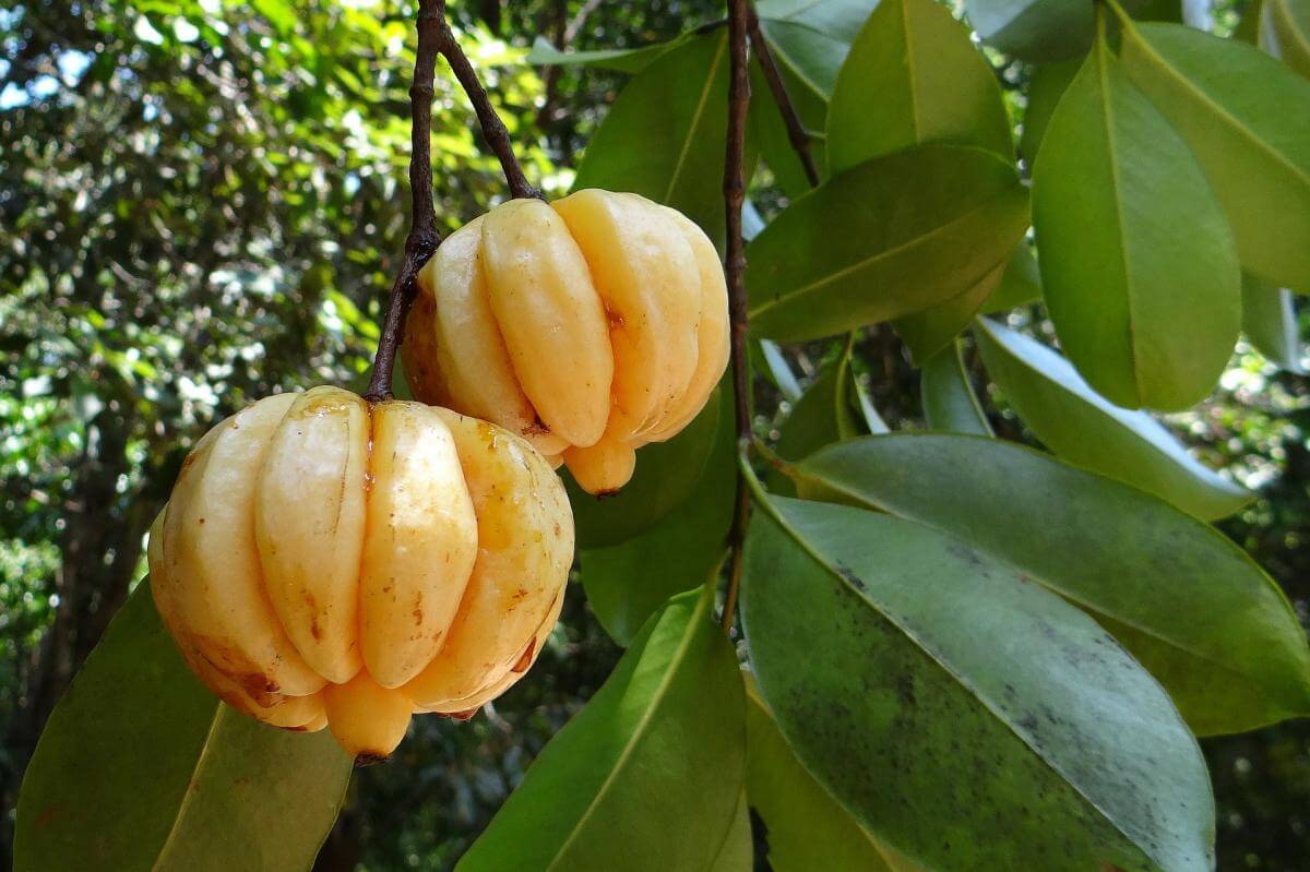 Garcinia Combogia