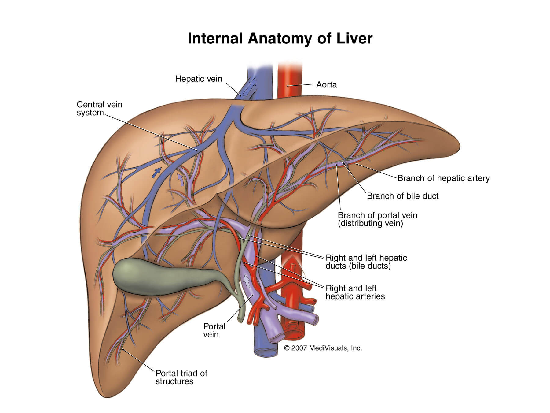 liver detox