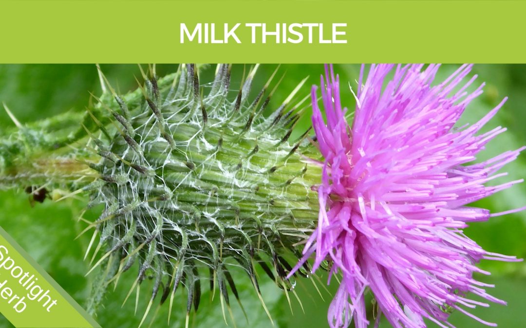 Milk Thistle Flower