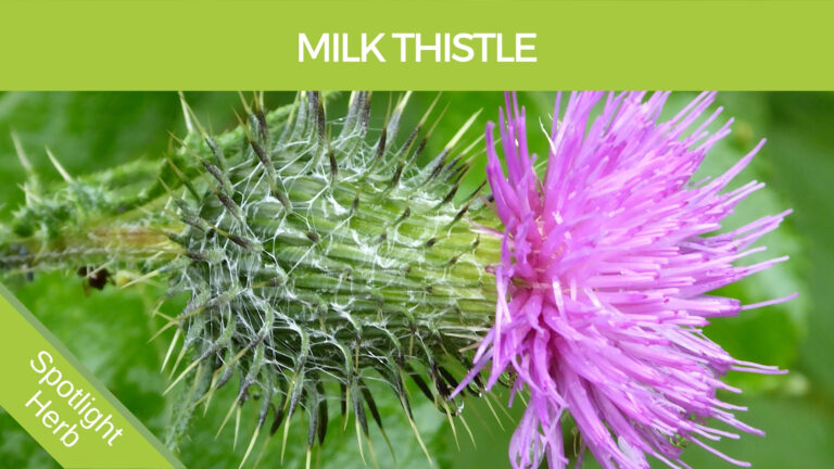 Milk Thistle Flower