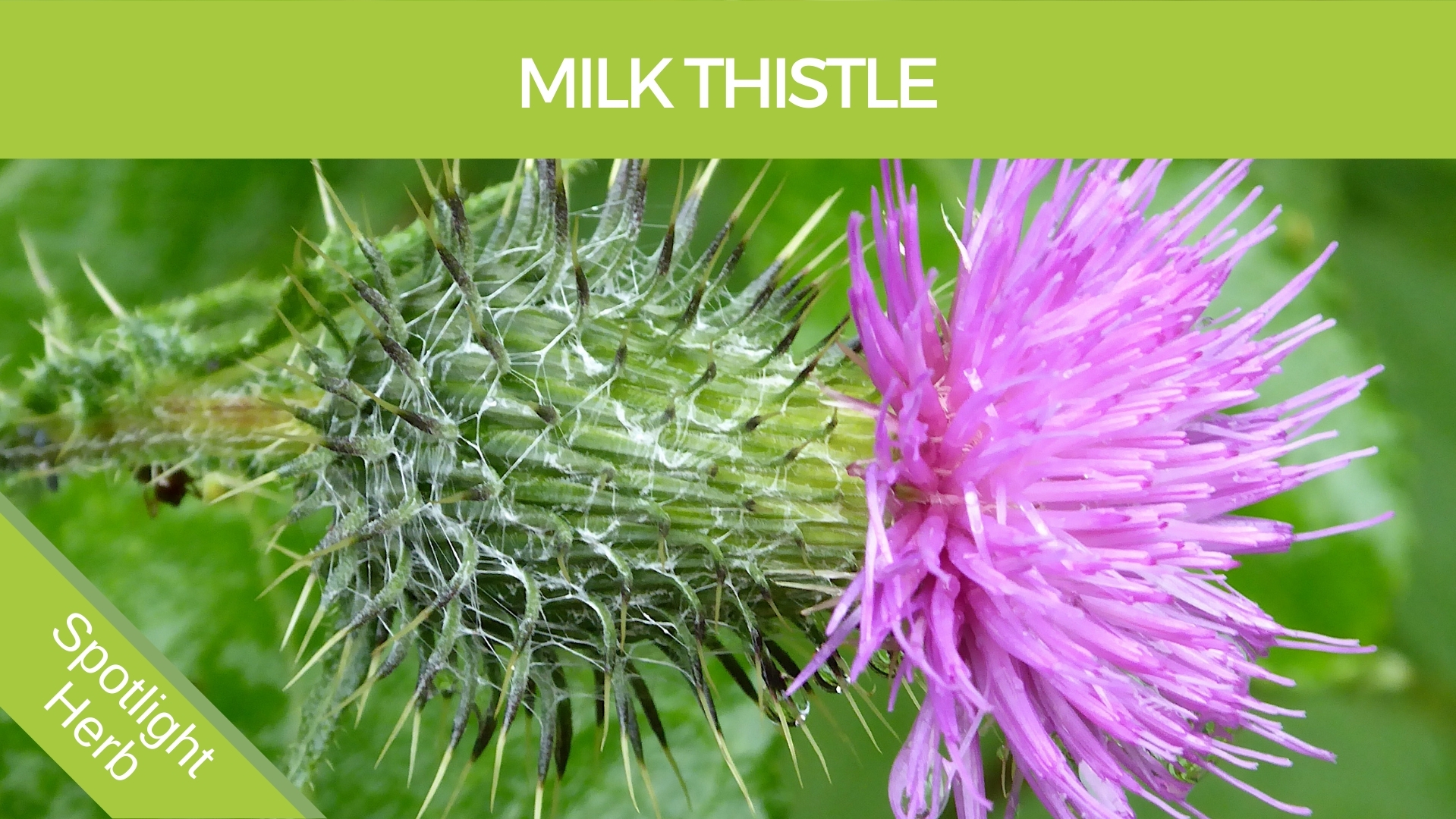 Milk Thistle Flower