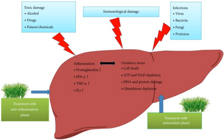 Liver Detox Effect of herbal medicine and plants