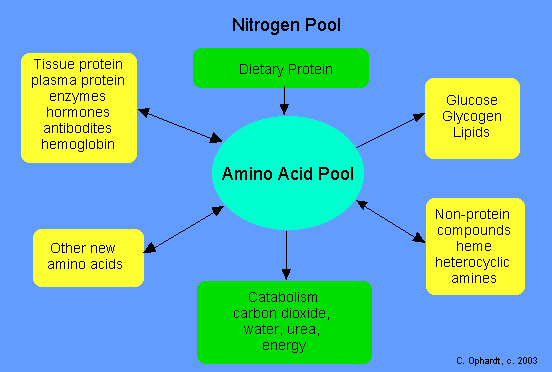 Amino acid pool