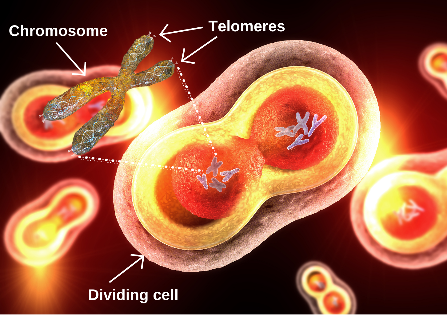 telomere