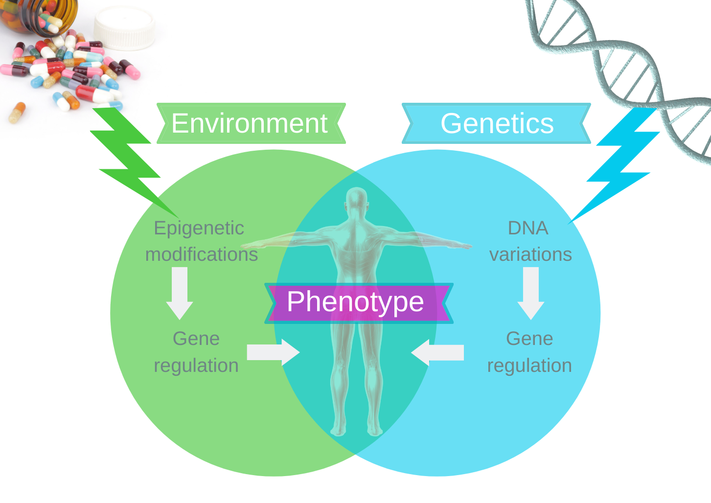 genetics infogrpahic