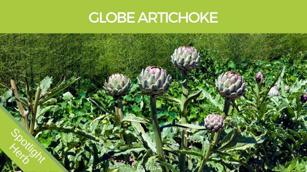 Globe Artichoke Flowers