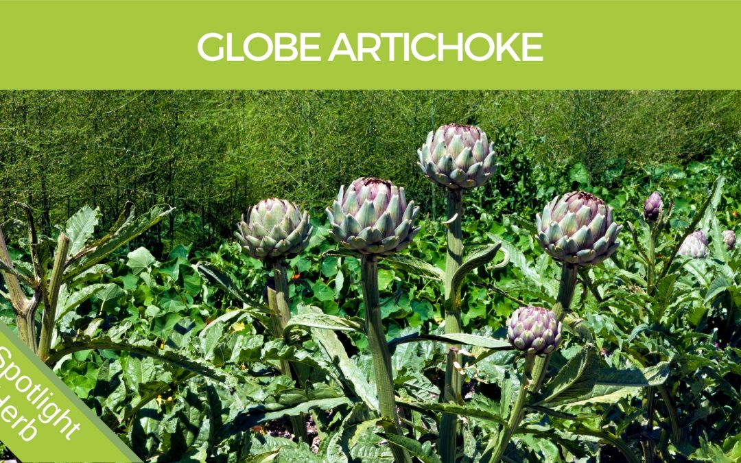 Globe Artichoke Flowers