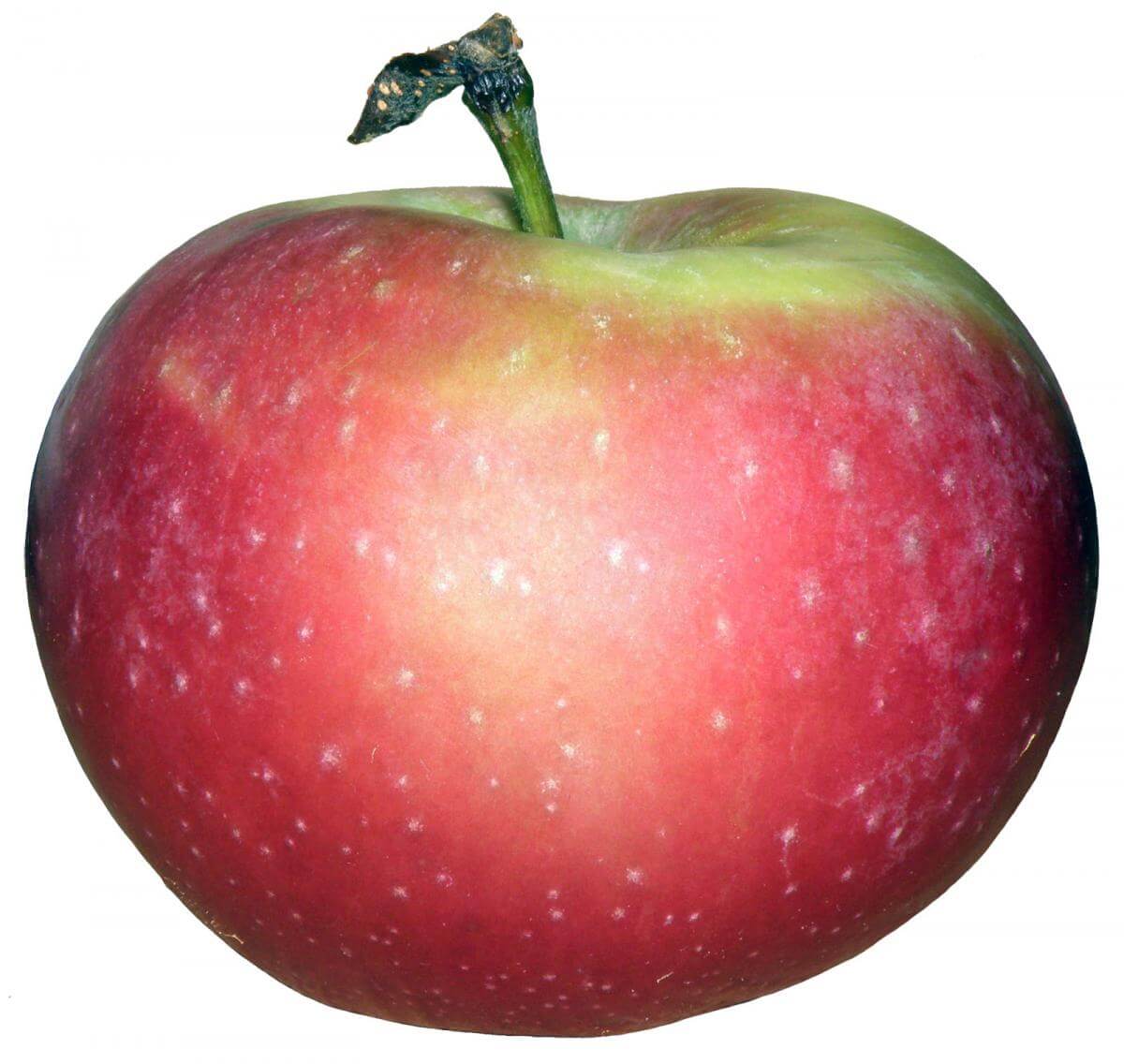 Live apple