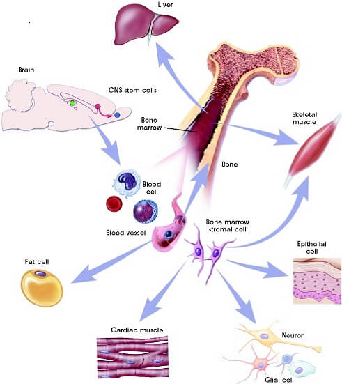 Cellular healing