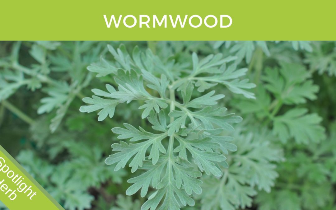 Wormwood (Artemisia absinthium) Herbal Monograph Brett Elliott