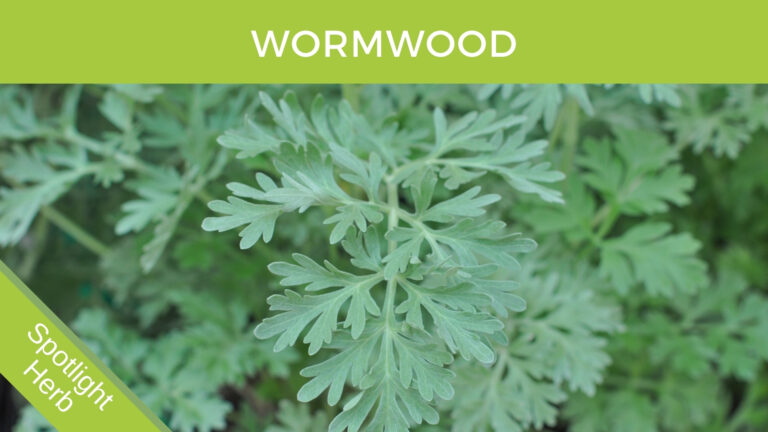 Wormwood Herb