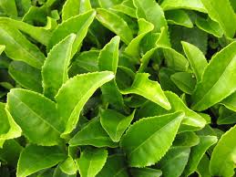 Green Tea (Camellia sinensis) Herbal Monograph