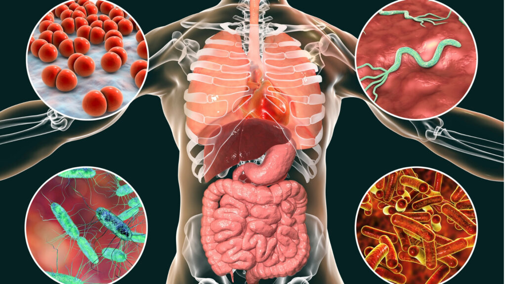 the digestive system