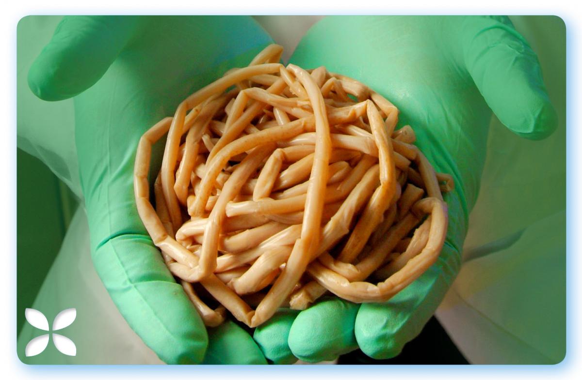 roundworm in humans