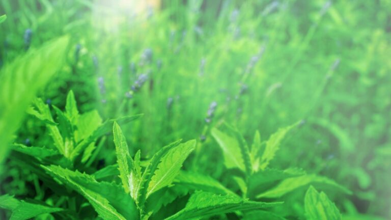 peppermint and lavender for high blood pressure