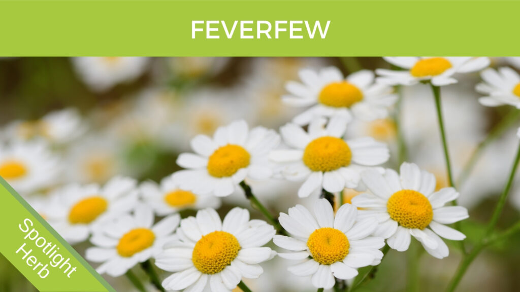 Feverfew Flowers