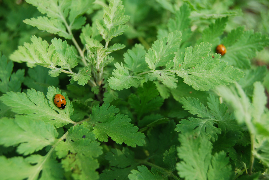 ladybug on top of leaves