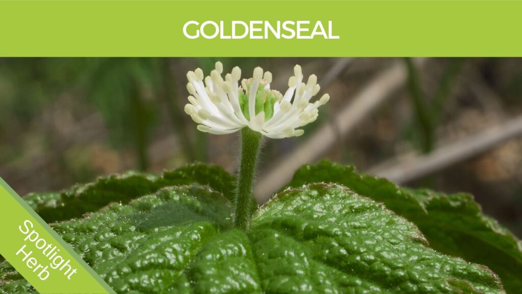 Goldenseal Flower