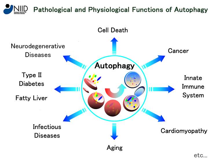 autophagy