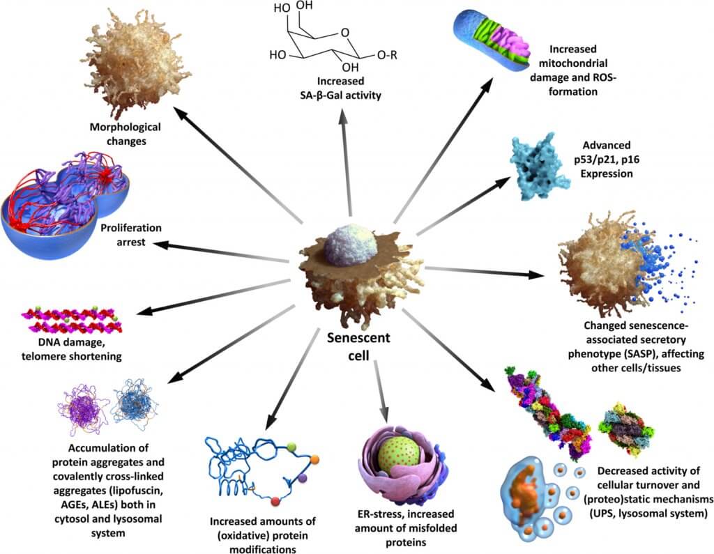 senscent cell