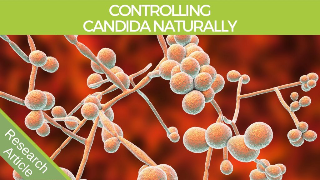 Candida Illustration