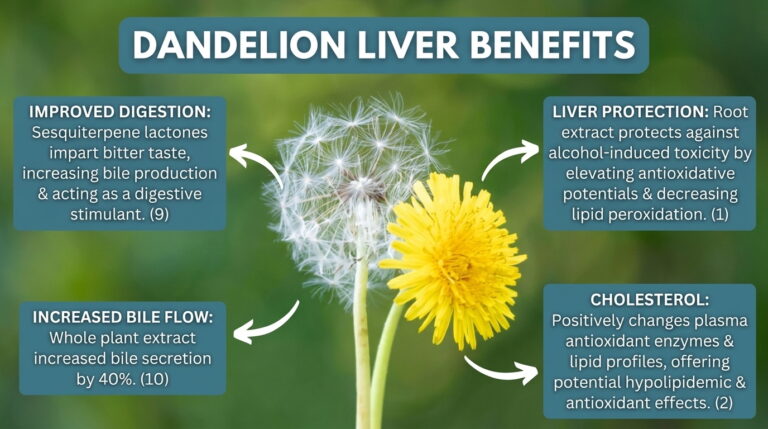 Dandelion Liver benefits