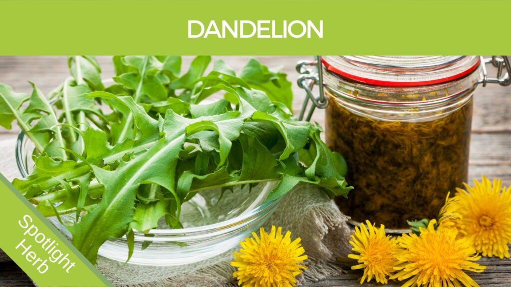 Dandelion Leaves and Flowers