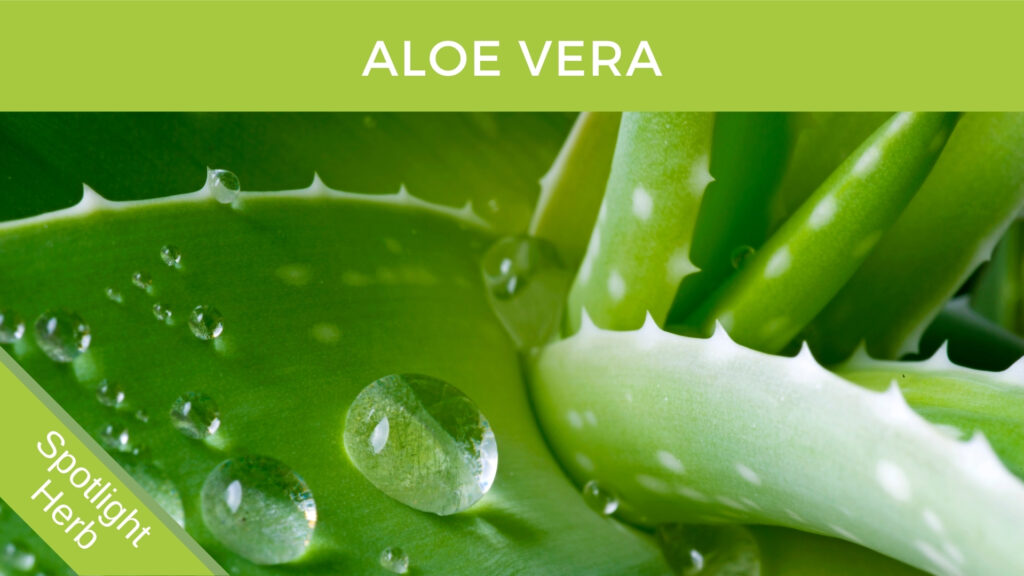 Aloe Vera Leaf