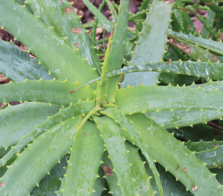 aloe vera reduces acid reflux