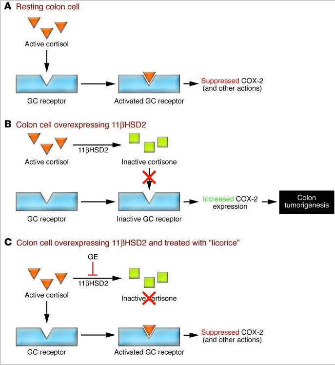 colon cell infographic