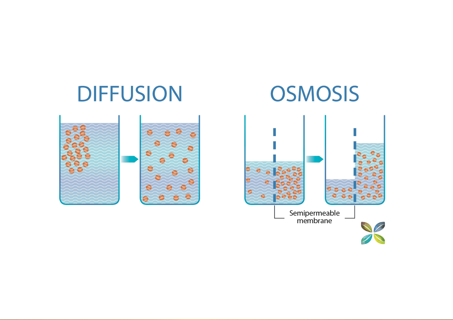diffusion and osmosis infographic