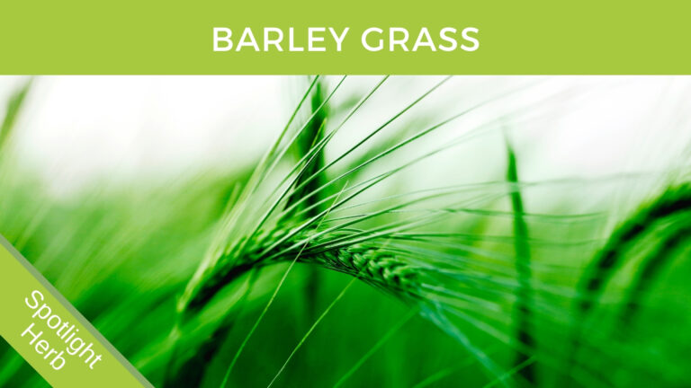 Barley Grass