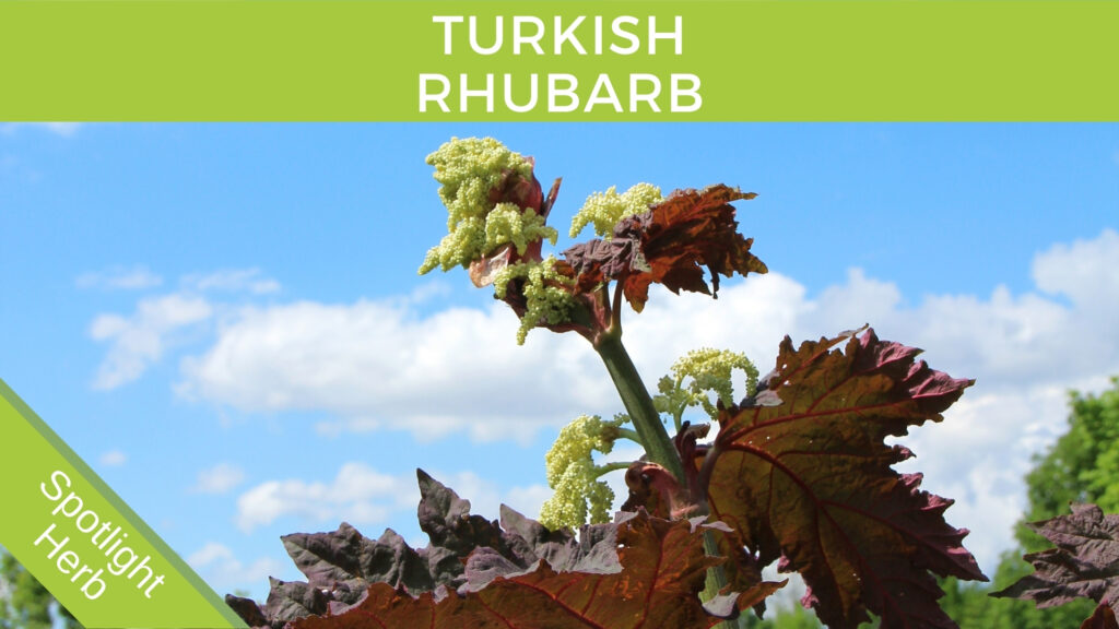 Turkish Rhubarb Plant