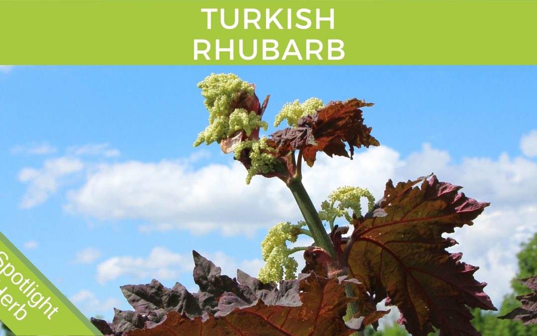 Turkish Rhubarb Plant