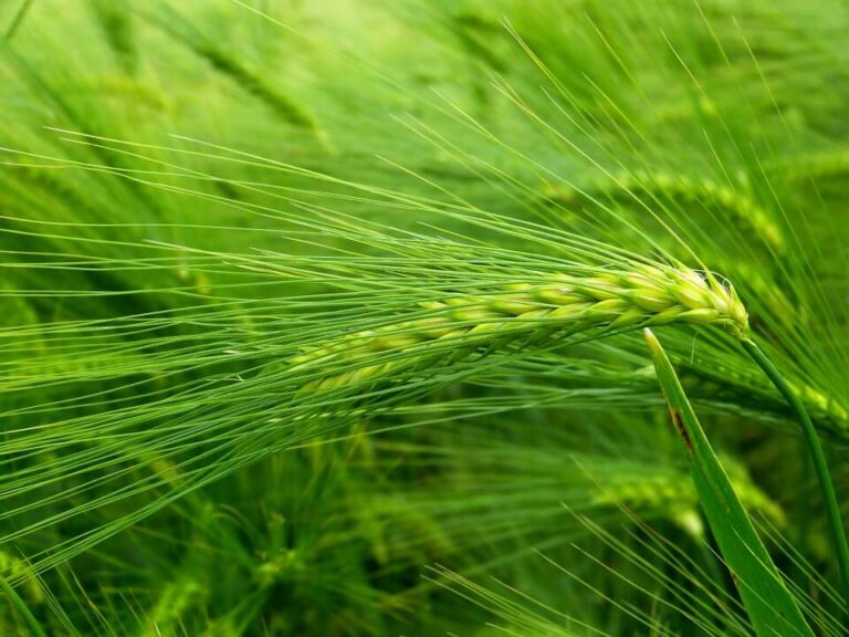Barley Grass