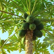 papaya fruit on the tree