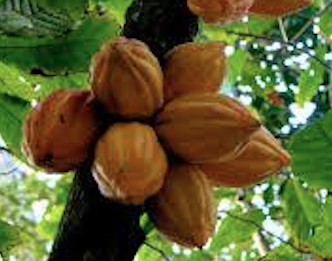 Cacao (Theobroma cacao) Herbal Monograph