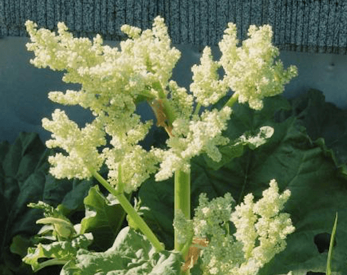 turkish rhubarb