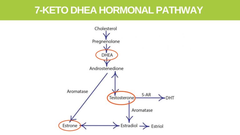 Wild Yam and the 7-Keto DHEA Hormonal Pathway