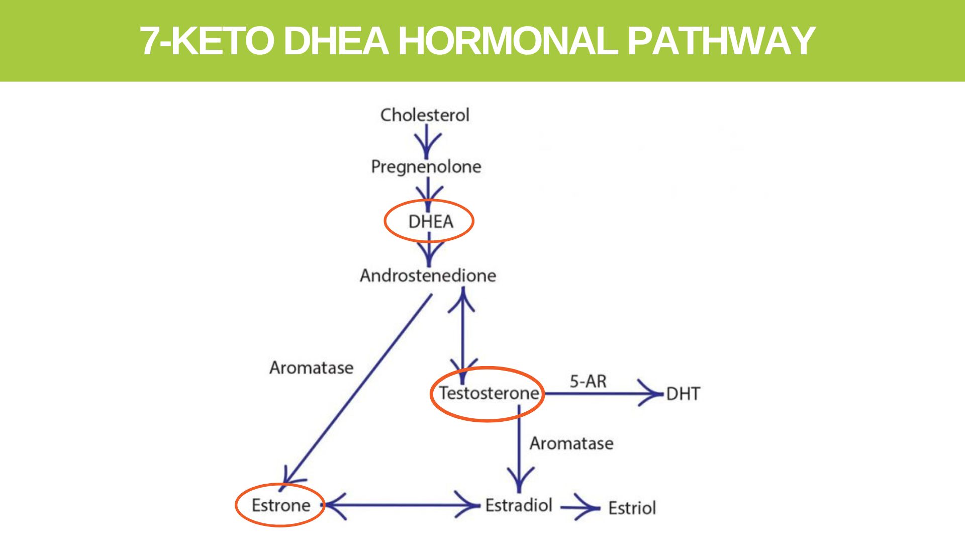 What Is 7 Keto Dhea Used For