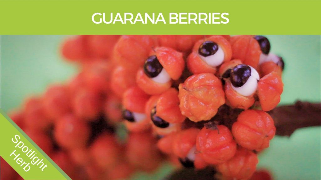 Guarana Berries