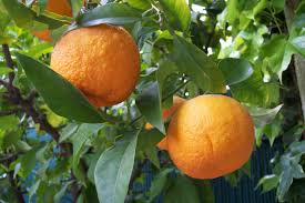 Bitter Orange (Citrus Aurantium) Herbal Monograph