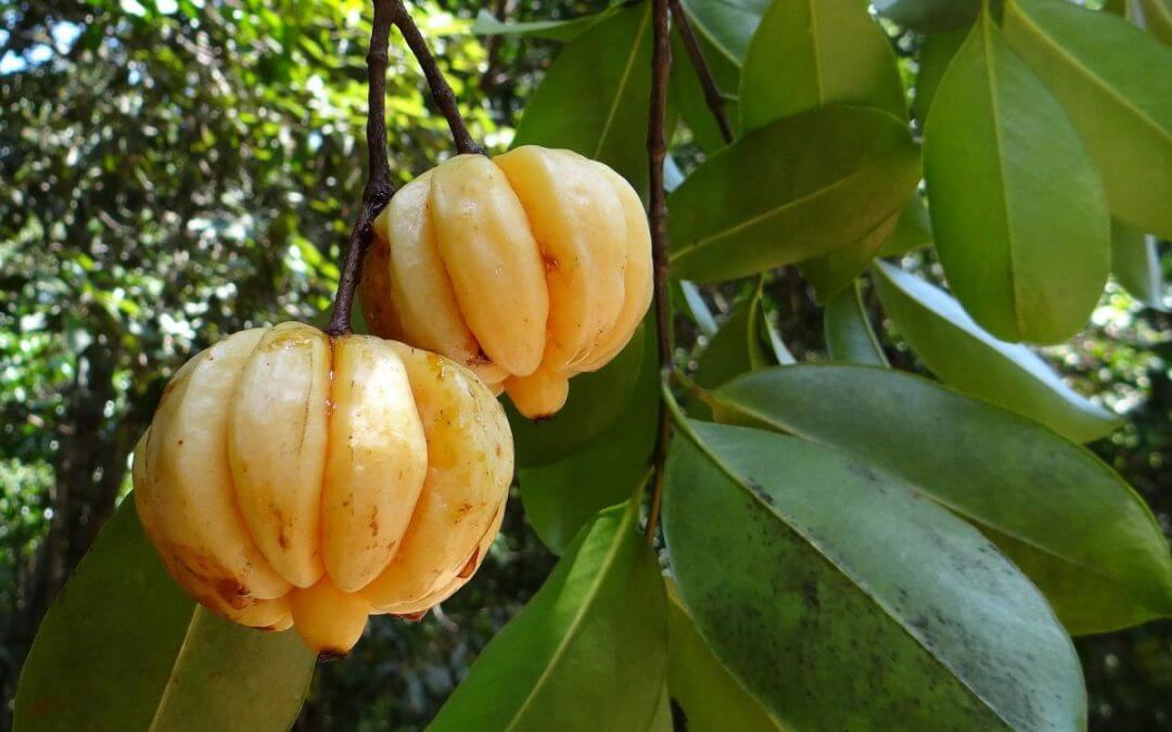 Garcinia (Garcinia Cambogia) Herbal Monograph