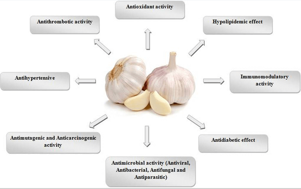 garlic health benefits