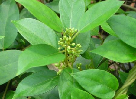 gymnema sylvestre